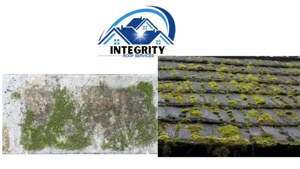 Top 7 Signs Your Roof Needs Replacement With Hurricane Season Approaching in Florida 4 Moss, Mold, or Algae Growth on home roof in flordia